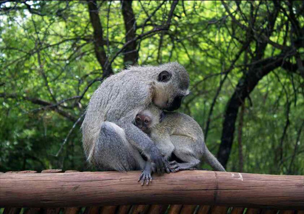John And Noleen'S Place Marloth Park Luaran gambar