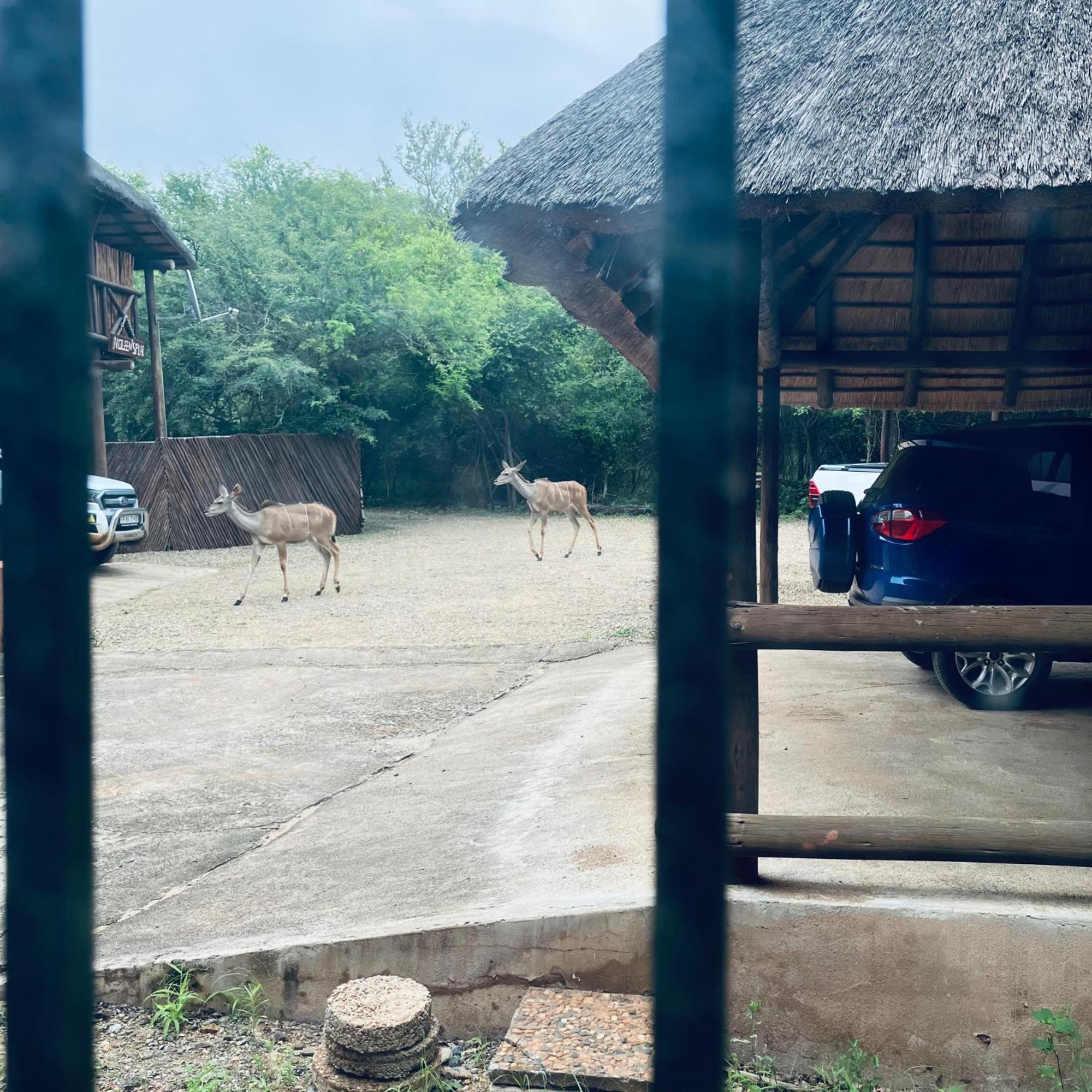 John And Noleen'S Place Marloth Park Luaran gambar